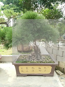 微粒贷逾300逾期12天