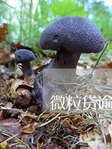 微粒贷逾期100元 微粒贷逾期100元