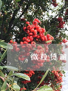 微粒贷逾期13天 微粒贷逾期13天
