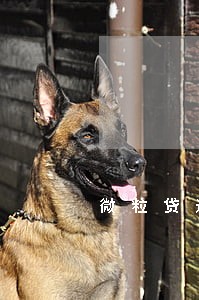 微粒贷逾期15万无力偿还 微粒贷逾期15万无力偿还