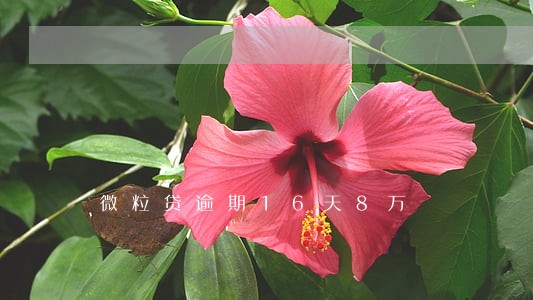 微粒贷逾期16天8万 微粒贷逾期16天8万