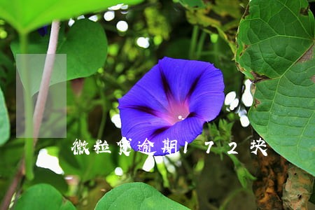 微粒贷逾期172块 微粒贷逾期172块