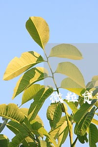 微粒贷逾期1900一年利息 微粒贷逾期1900一年利息