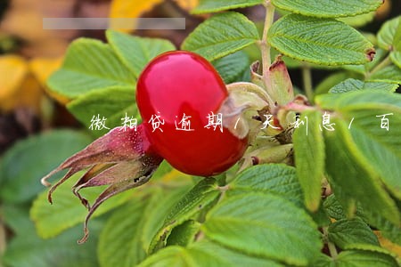 微粒贷逾期1天利息1百 微粒贷逾期1天利息1百