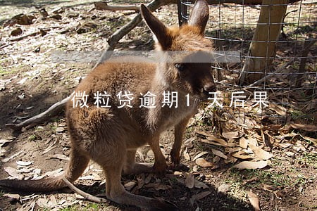 微粒贷逾期1天后果 微粒贷逾期1天后果