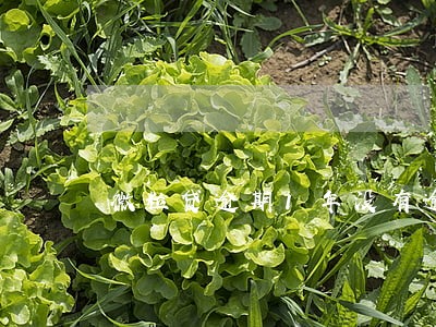 微粒贷逾期1年没有逾期费用 微粒贷逾期1年没有逾期费用