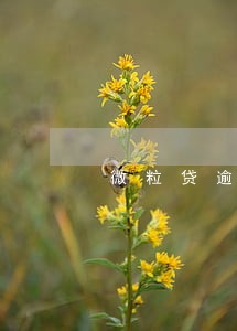 微粒贷逾期200天了会怎样 微粒贷逾期200天了会怎样