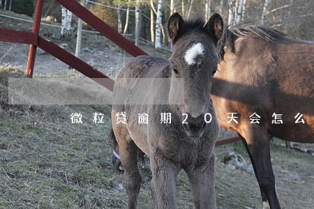 微粒贷逾期20天会怎么样 微粒贷逾期20天会怎么样