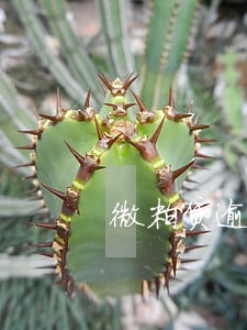 微粒贷逾期20天后还款 微粒贷逾期20天后还款
