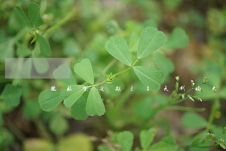 微粒贷逾期20天影响大吗 微粒贷逾期20天影响大吗