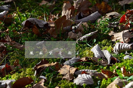 微粒贷逾期20天还能再借吗 微粒贷逾期20天还能再借吗