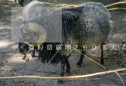 微粒贷逾期260多天了 微粒贷逾期260多天了
