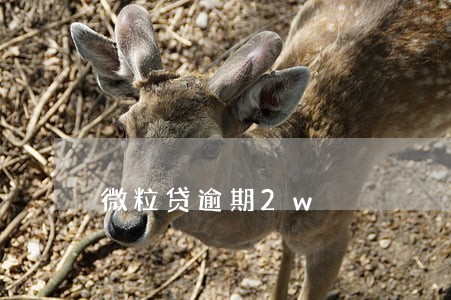 微粒贷逾期2w 微粒贷逾期2w