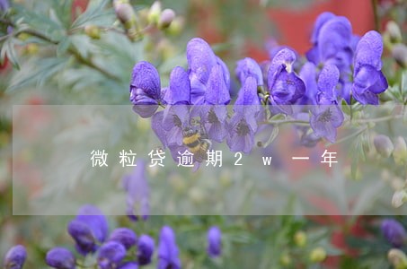 微粒贷逾期2w一年 微粒贷逾期2w一年
