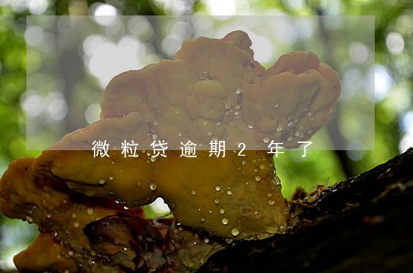 微粒贷逾期2年了 微粒贷逾期2年了