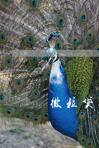 微粒贷逾期3000多发信息 微粒贷逾期3000多发信息
