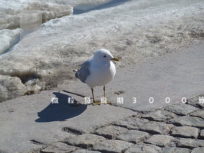 微粒贷逾期3000算诈骗