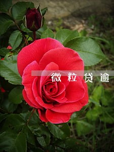 微粒贷逾期300天短信 微粒贷逾期300天短信
