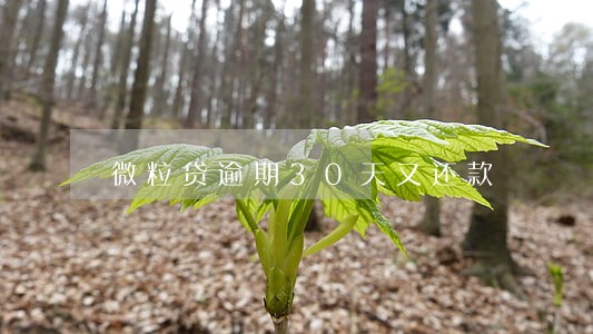 微粒贷逾期30天又还款