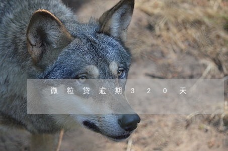 微粒贷逾期320天