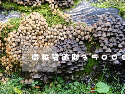 微粒贷逾期35000一年多 微粒贷逾期35000一年多