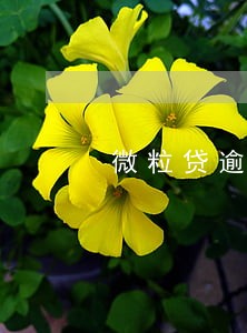 微粒贷逾期3年如何只还本金