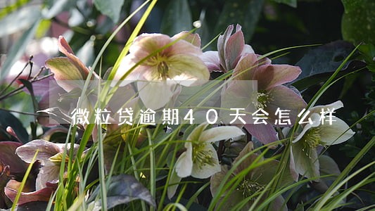 微粒贷逾期40天会怎么样 微粒贷逾期40天会怎么样