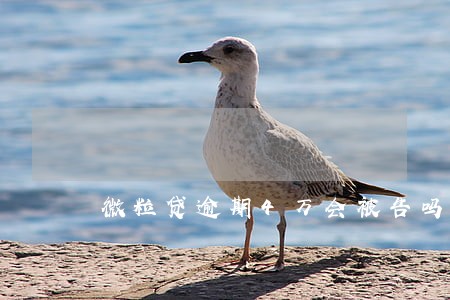 微粒贷逾期4万会被告吗 微粒贷逾期4万会被告吗