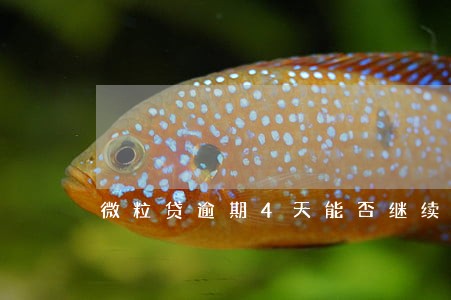 微粒贷逾期4天能否继续使用 微粒贷逾期4天能否继续使用