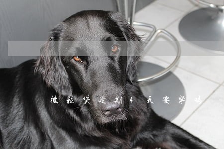 微粒贷逾期4天要紧吗 微粒贷逾期4天要紧吗