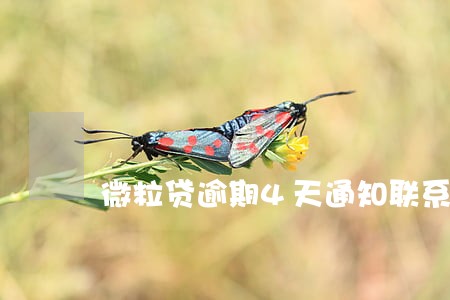 微粒贷逾期4天通知联系人了