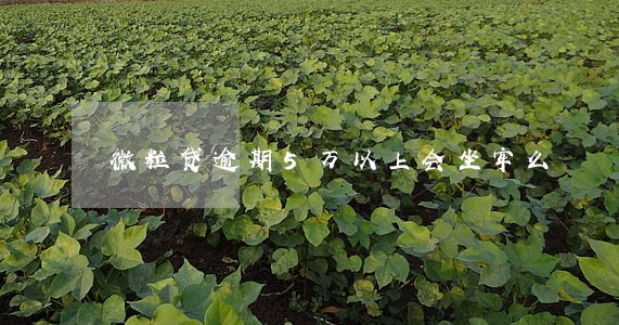 微粒贷逾期5万以上会坐牢么 微粒贷逾期5万以上会坐牢么