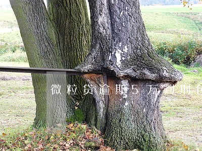 微粒贷逾期5万判刑包括利息吗 微粒贷逾期5万判刑包括利息吗