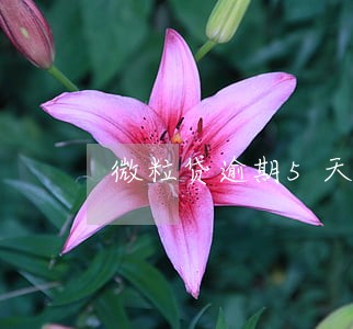 微粒贷逾期5天了 微粒贷逾期5天了
