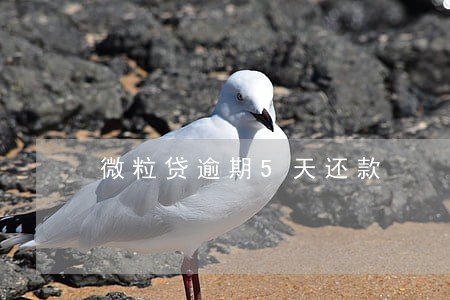 微粒贷逾期5天还款 微粒贷逾期5天还款