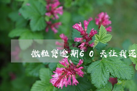 微粒贷逾期60天让我还全额 微粒贷逾期60天让我还全额