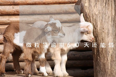 微粒贷逾期60天还能借款吗 微粒贷逾期60天还能借款吗