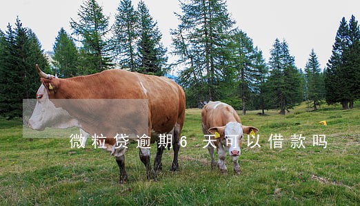 微粒贷逾期6天可以借款吗 微粒贷逾期6天可以借款吗