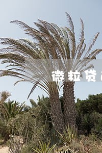 微粒贷逾期70 微粒贷逾期70