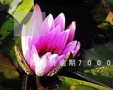 微粒贷逾期7000元可以先少还 微粒贷逾期7000元可以先少还