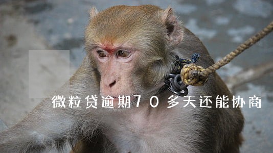 微粒贷逾期70多天还能协商 微粒贷逾期70多天还能协商