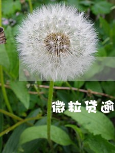 微粒贷逾期70天要求一次还清 微粒贷逾期70天要求一次还清