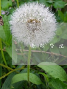微粒贷逾期88天 微粒贷逾期88天