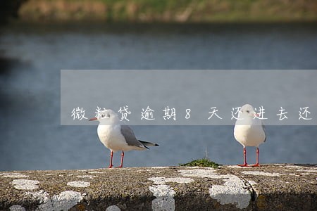 微粒贷逾期8天还进去还能借吗 微粒贷逾期8天还进去还能借吗