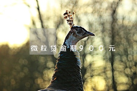 微粒贷逾期900元 微粒贷逾期900元