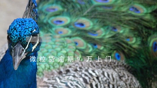 微粒贷逾期9万上门 微粒贷逾期9万上门