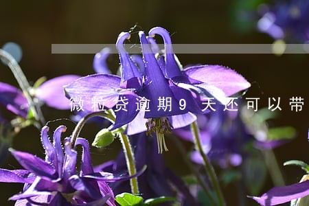 微粒贷逾期9天还可以带 微粒贷逾期9天还可以带
