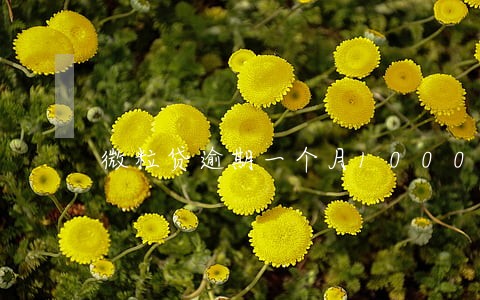 微粒贷逾期一个月1000元 微粒贷逾期一个月1000元