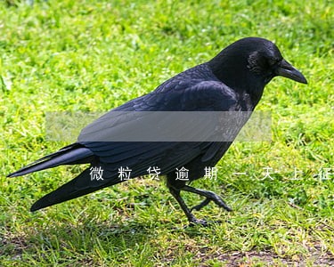 微粒贷逾期一天上征信么6 微粒贷逾期一天上征信么6