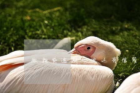 微粒贷逾期一次还有信用额度吗 微粒贷逾期一次还有信用额度吗